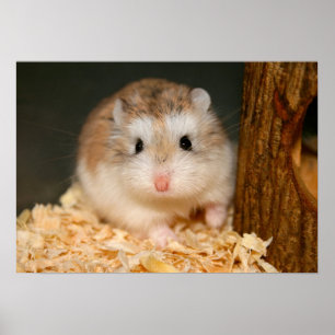 Póster Poster Cute Ickle