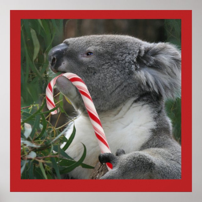 Póster Poster Cute Koala Eating Candy Cane (Frente)