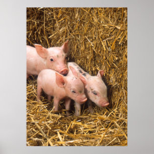 Póster Poster Cute Pigs