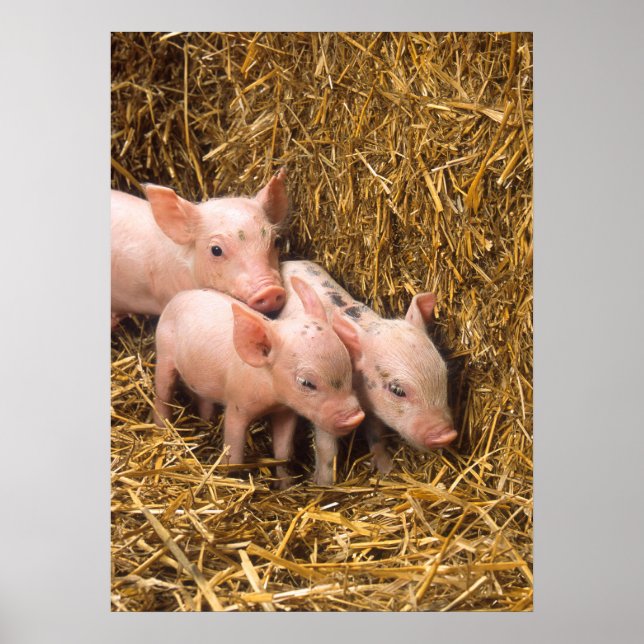 Póster Poster Cute Pigs (Frente)
