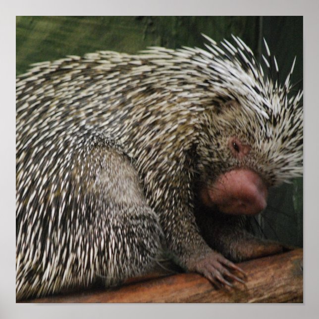 Póster Poster Cute Porcupine (Frente)