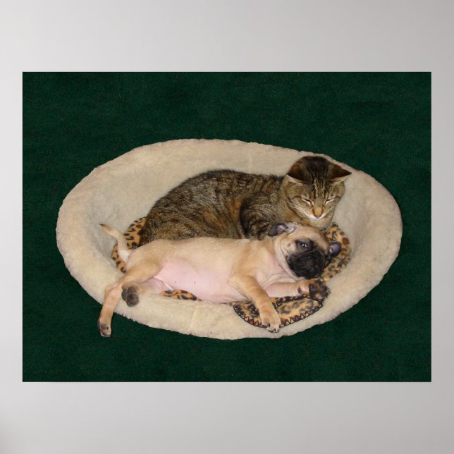 Póster Poster Cute Pug & Cat (Frente)