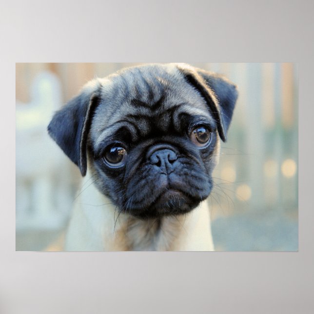 Póster Poster Cute Pug Mug (Frente)