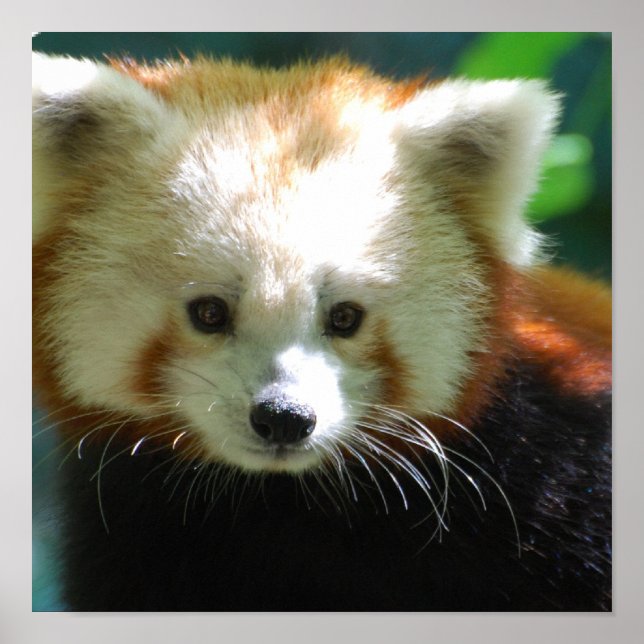 Póster Poster Cute Red Panda (Frente)