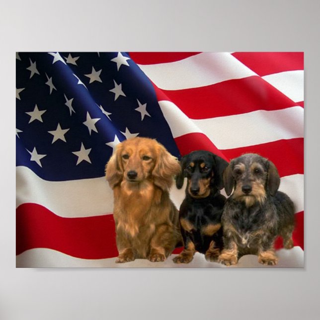 Póster Poster Dachshund America (Frente)