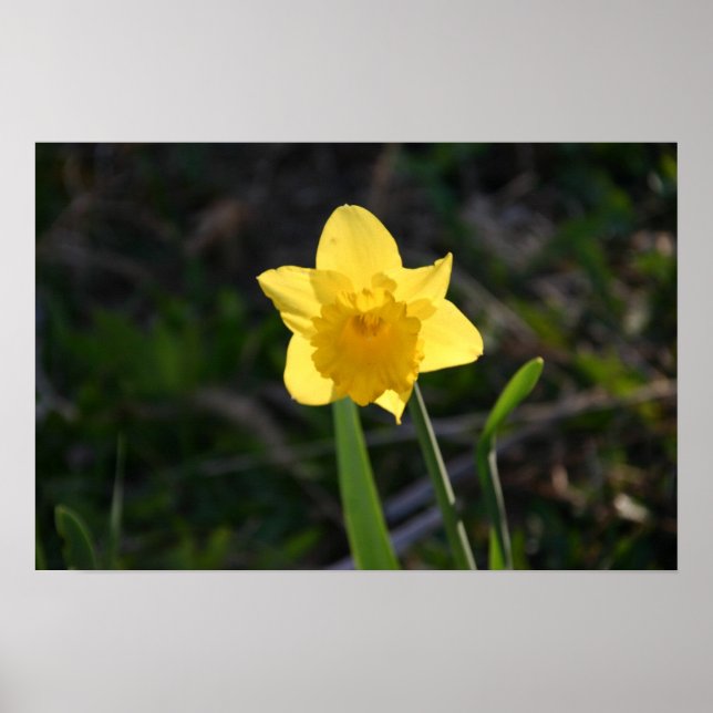 Póster Poster Daffodil retroiluminado (Frente)