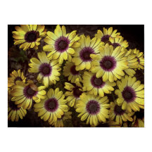 Poster - Daisies