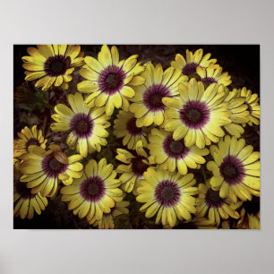 Póster Poster - Daisies