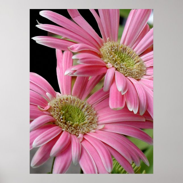 Póster Poster, Daisies Africanos Rosa (Frente)