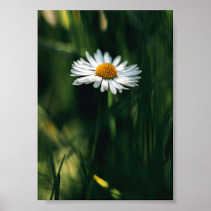 Póster Poster Daisy - imagen de alta calidad
