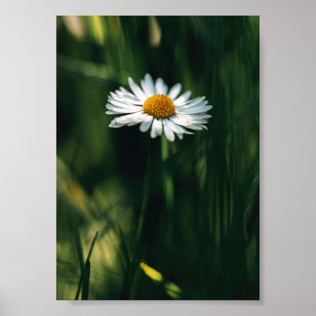 Póster Poster Daisy - imagen de alta calidad (Frente)
