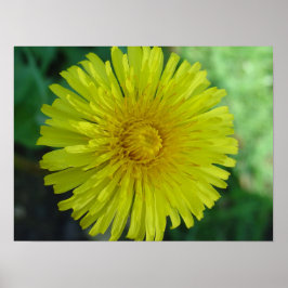 Póster Poster - Dandelion