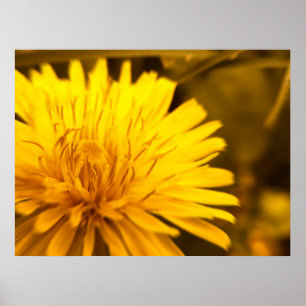 Póster Poster Dandelion Closeness