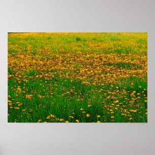 Póster Poster Dandelion Field