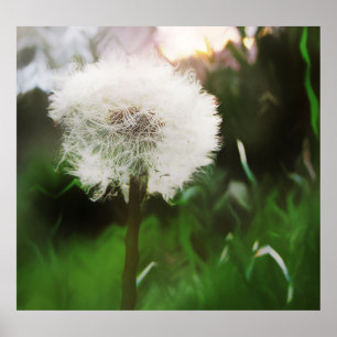 Póster poster dandyDreams