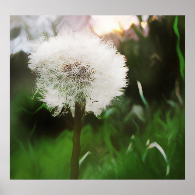 Póster poster dandyDreams (Frente)