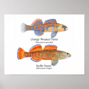 Póster poster de 2 dardos