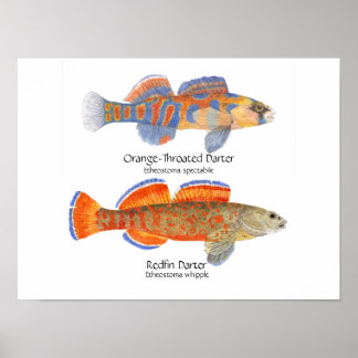 Póster poster de 2 dardos