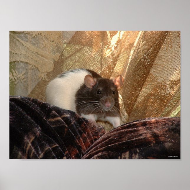 Póster Poster de Aardvark (Frente)