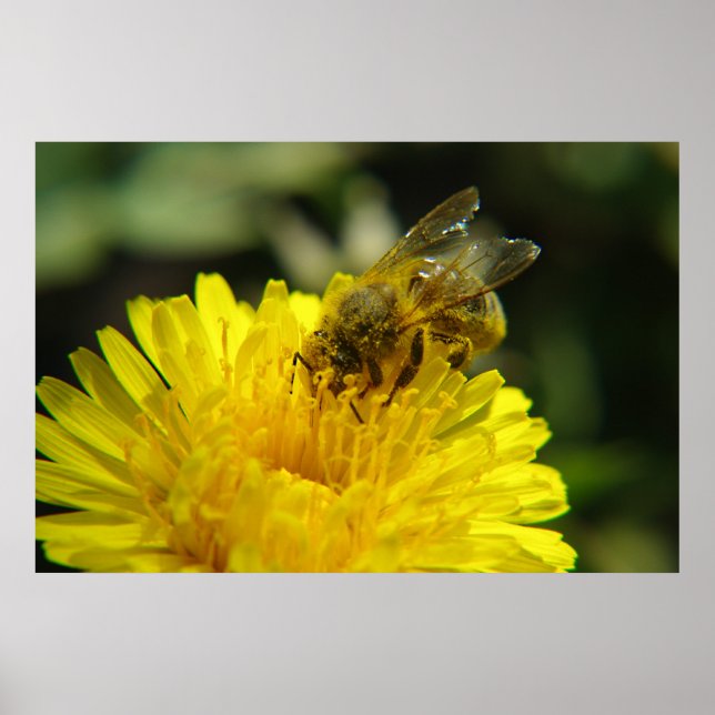 Póster Poster de abejas en el trabajo (Frente)