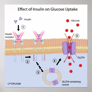 Póster Poster de absorción de insulina y glucosa