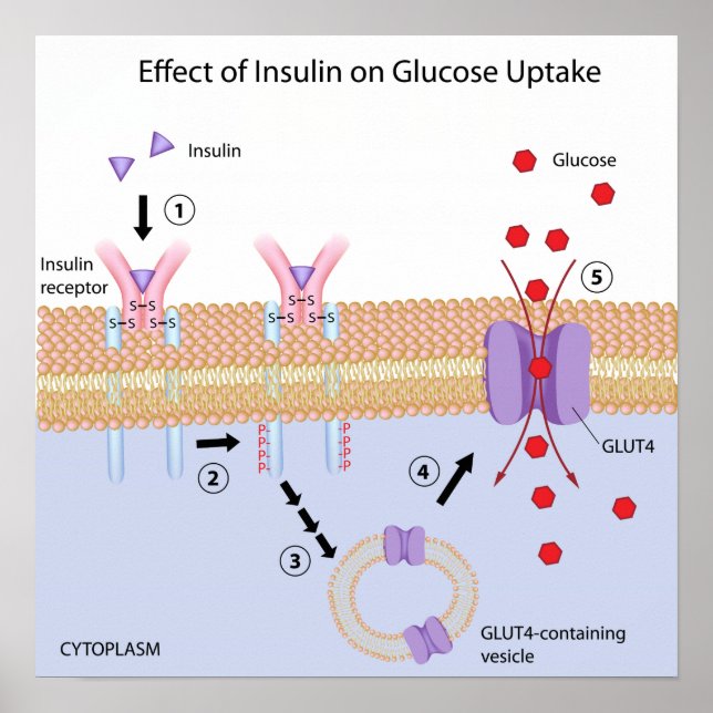 Póster Poster de absorción de insulina y glucosa (Frente)