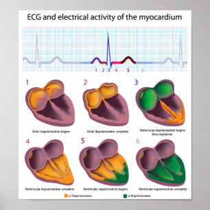 Póster POSTER de actividad eléctrica cardíaca ECG