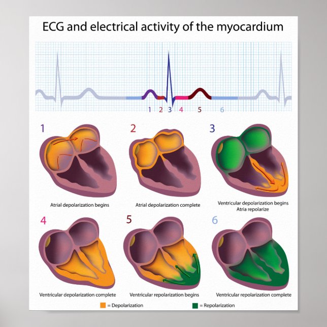 Póster POSTER de actividad eléctrica cardíaca ECG (Frente)