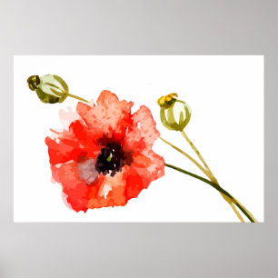 Póster Poster de acuarela de adormidera roja