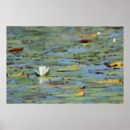 Póster Poster de acuarela de la flor del lago Waterlily