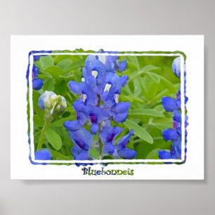 Póster Poster de acuarela digital de Bluebonnets de Texas