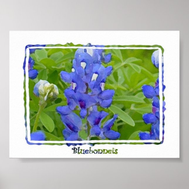 Póster Poster de acuarela digital de Bluebonnets de Texas (Frente)