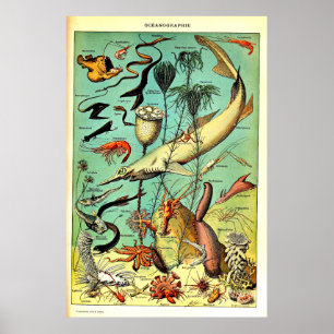 Póster Poster de Adolphe Millot Ocean Animals