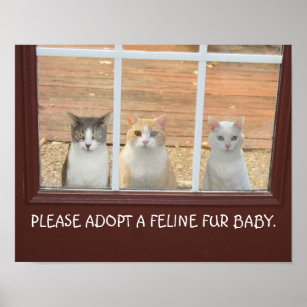 Póster Poster de adopción de gatos de personalizable