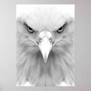 Póster Poster de águila blanca