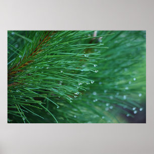 Póster Poster de agujas de pino verde y húmedo