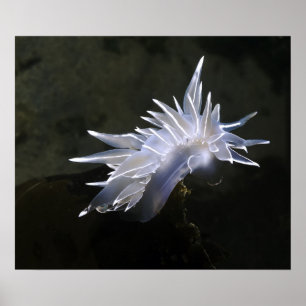 Póster Poster de Alabaster Nudibranch