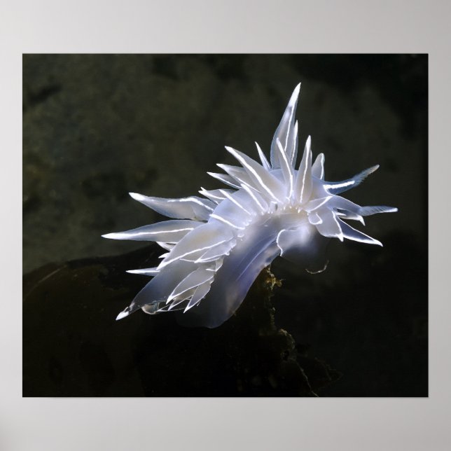 Póster Poster de Alabaster Nudibranch (Frente)