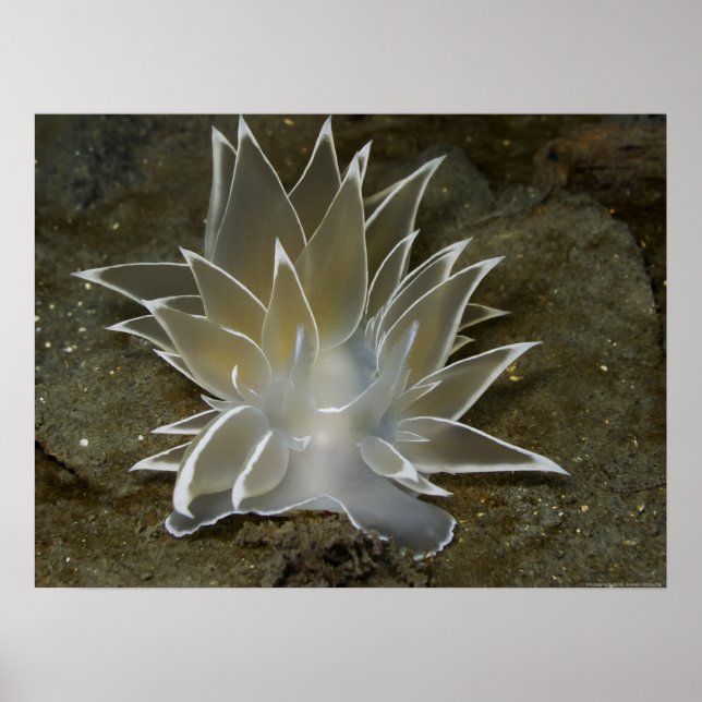 Póster Poster de Alabaster Nudibranch (Dirona albolineata (Frente)