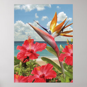 Póster Poster de Alan Giana "Hibiscus in Paradise"