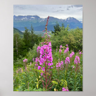 Póster Poster de Alaskan Fireweed