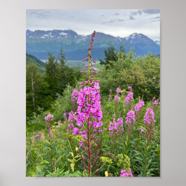 Póster Poster de Alaskan Fireweed (Frente)