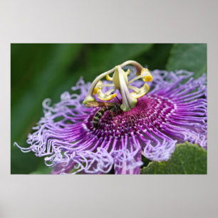 Póster Poster de alimentación de la naturaleza del