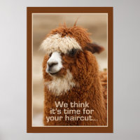 Poster de Alpaca