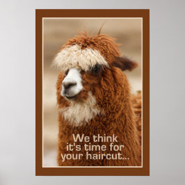 Póster Poster de Alpaca