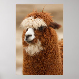 Póster Poster de Alpaca
