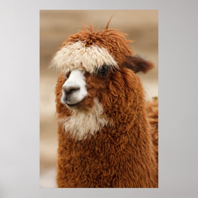 Póster Poster de Alpaca (Frente)