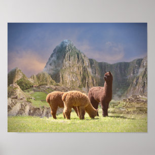 Póster Poster de Alpaca