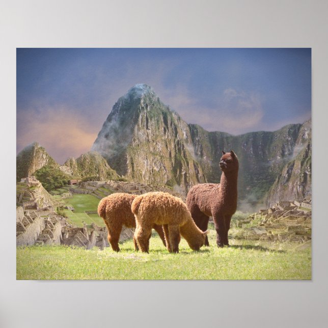 Póster Poster de Alpaca (Frente)