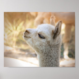 Póster Poster de Alpaca Colorful Celeste